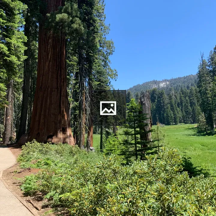 Walking trail through Sequoias