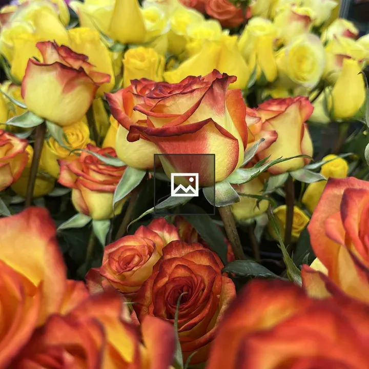 Roses in Nature Portrait