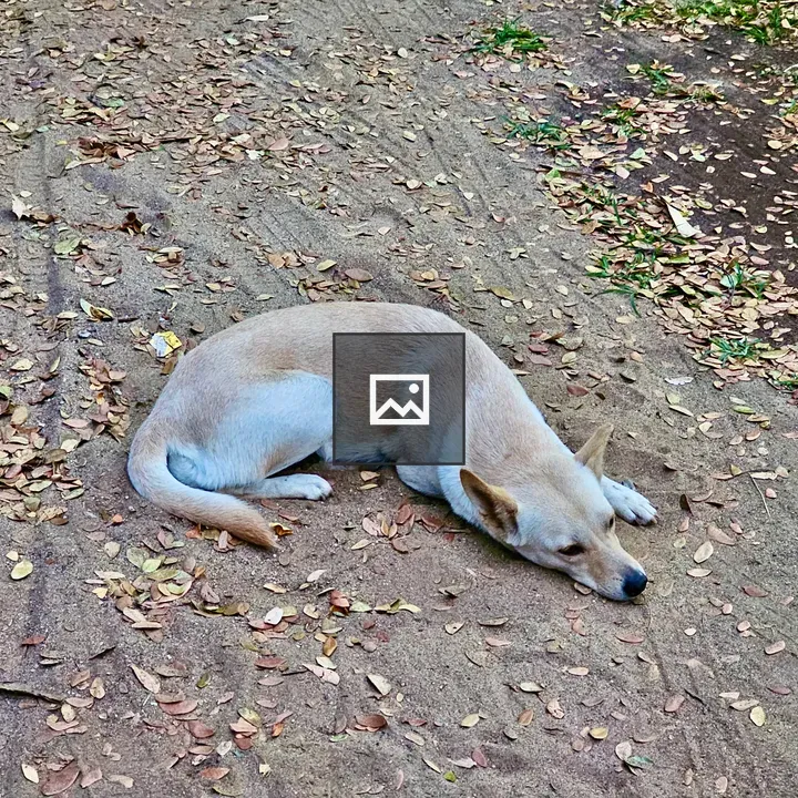 Indian street dog sleeping near railway station