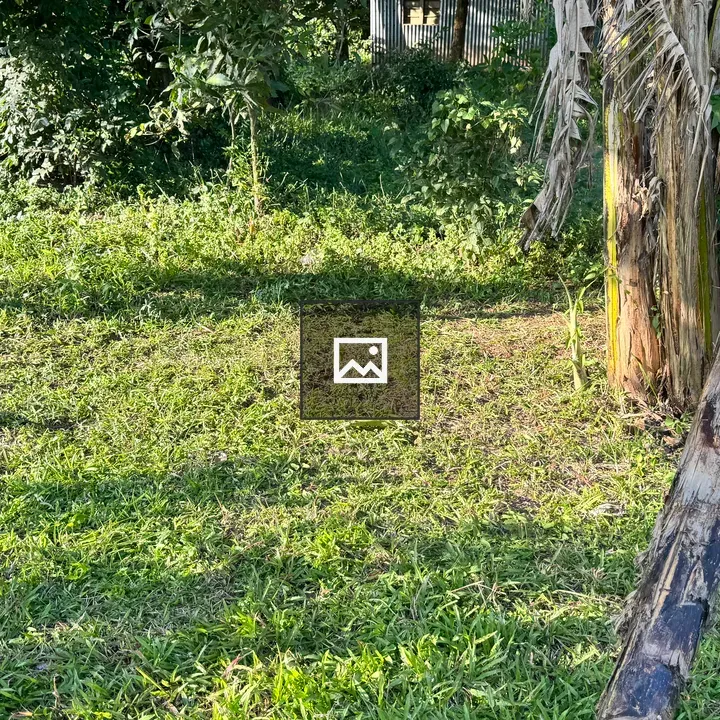 Dried banana trunks over green grass