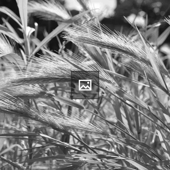 Black and White Grass