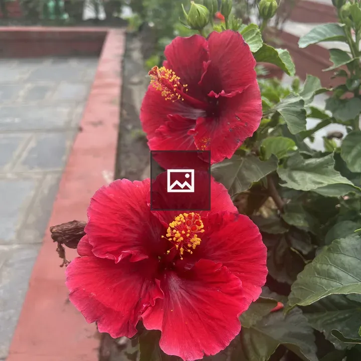 Red Hibiscus Flowers