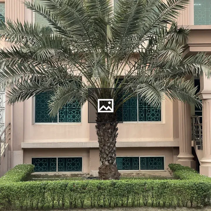 Palm Tree in Front of Building