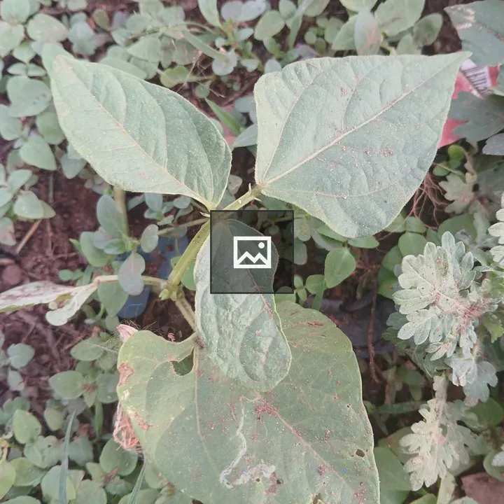 Young green plant close-up