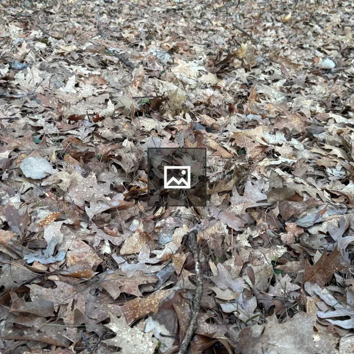 Forest floor with fallen oak leaves
