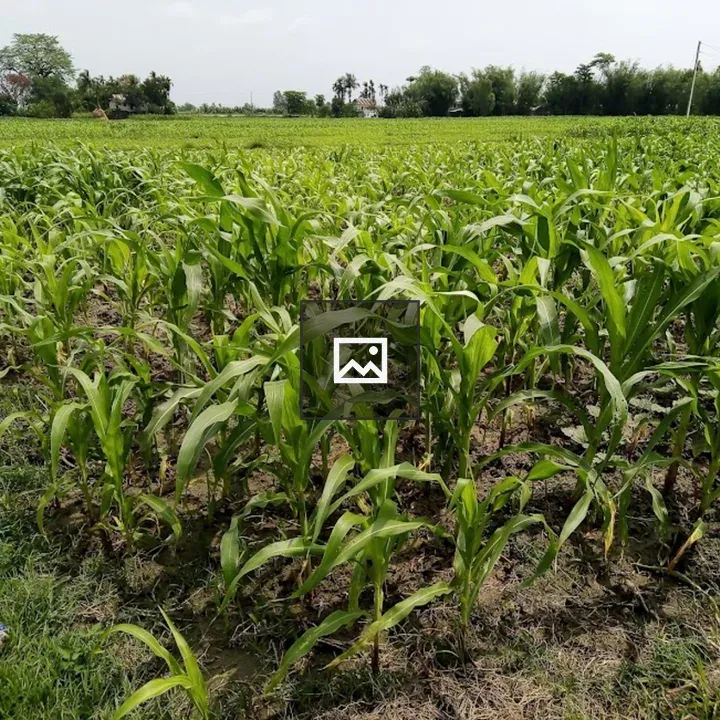 Corn Cultivation in Nepal