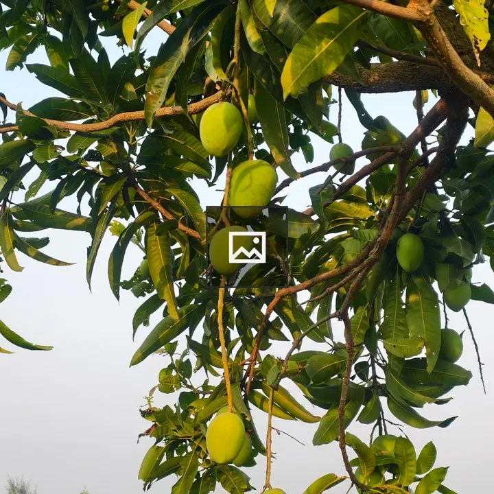 Green Mangoes on Mango Tree