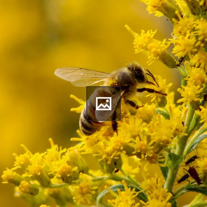 Bee on yellow ragweed