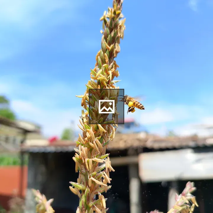 Honey Bee on Grass Flower