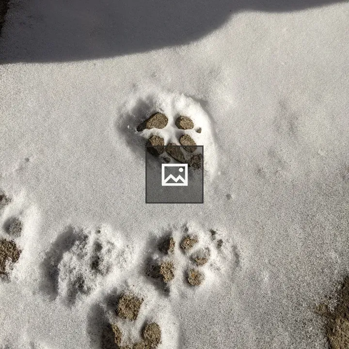 Dog footprints in the snow