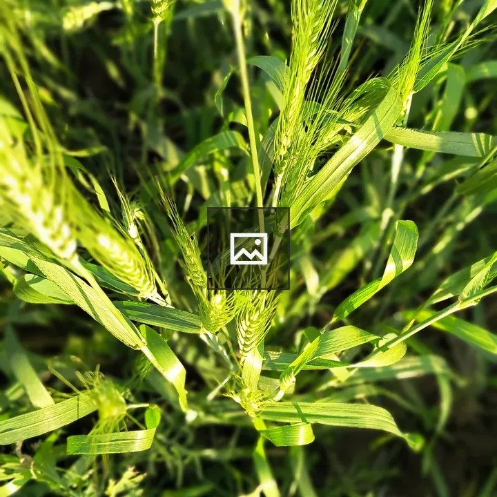 Green wheat plants close-up