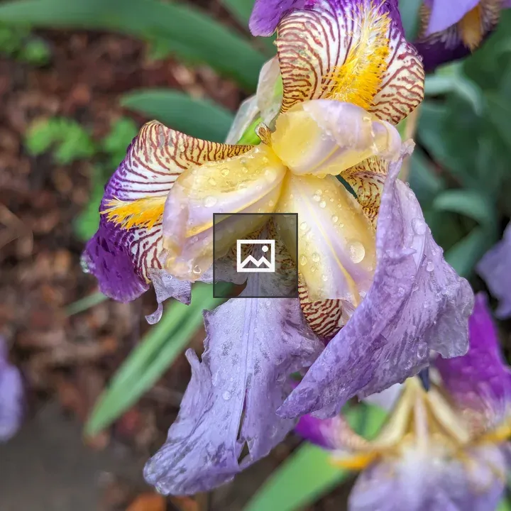 Close up Iris Flower