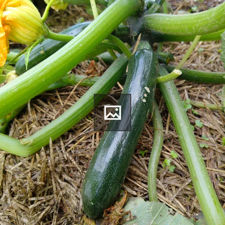 Green zucchini on vine