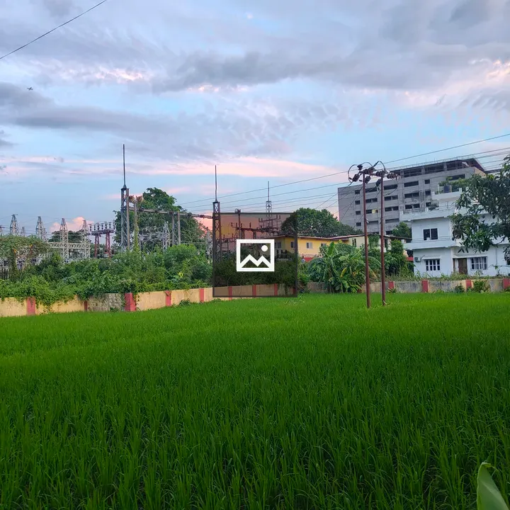 Green Rice Field with Urban Background