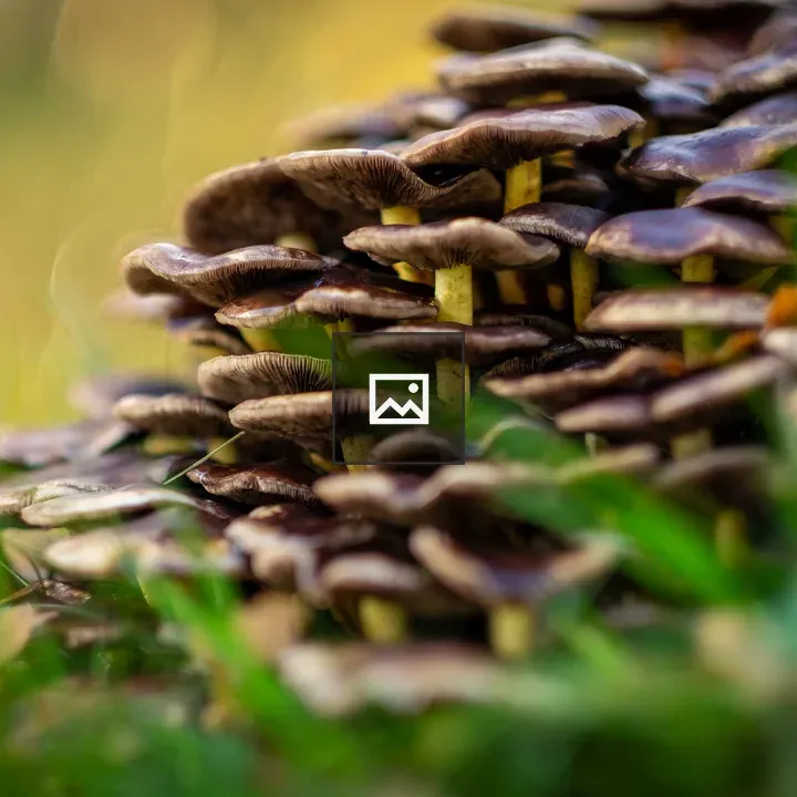 Mushrooms in Forest