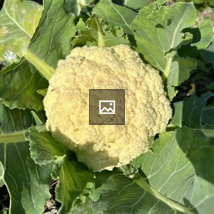Organic Cauliflower