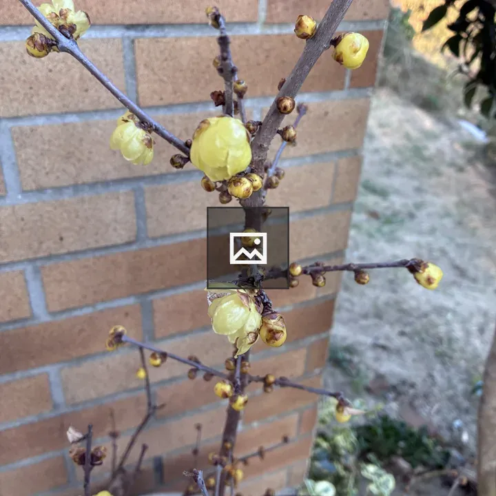 Flowering branch with yellow buds