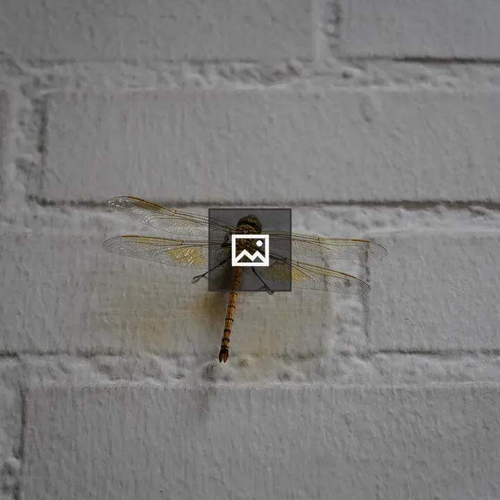 Dragonfly on White Wall