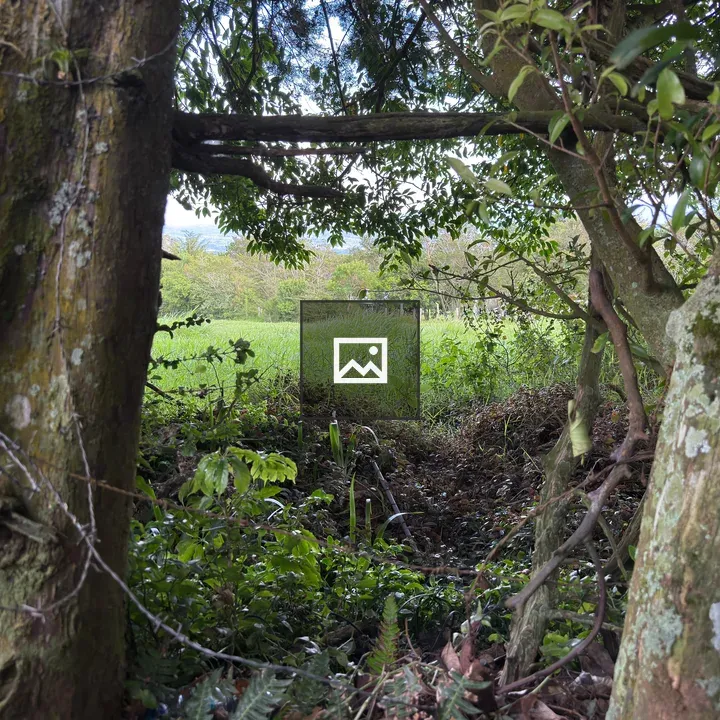 Natural frame of trees and field