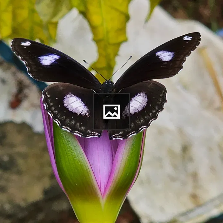Blue moon butterfly in water lily