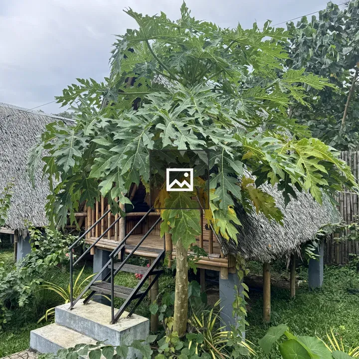 Papaya Tree in Green Garden