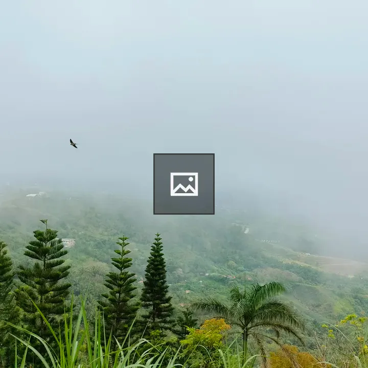 Misty Hills with Conifers and Bird