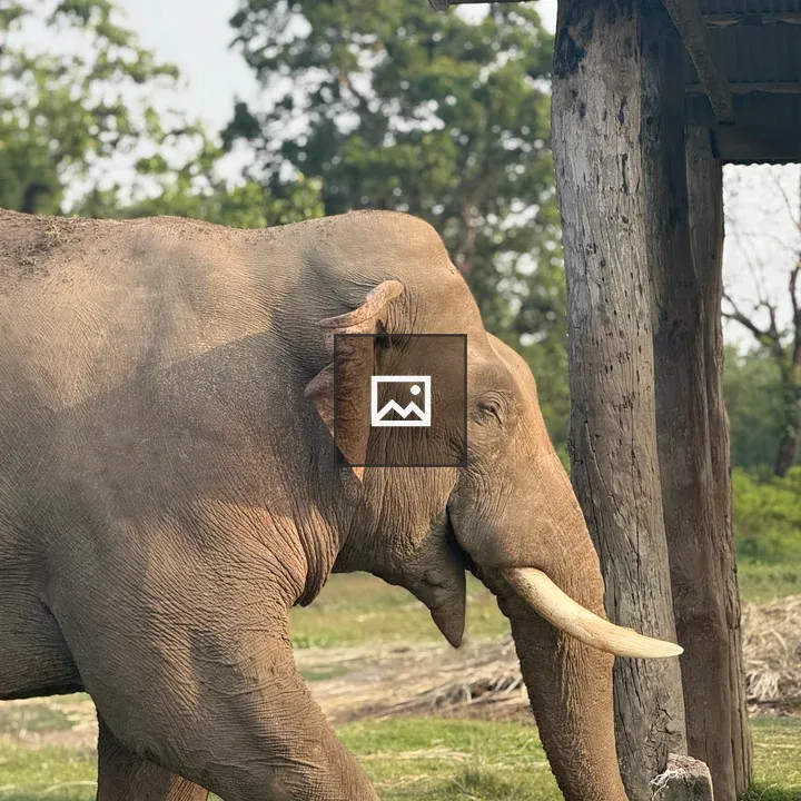 Elephant Walking Near Structure