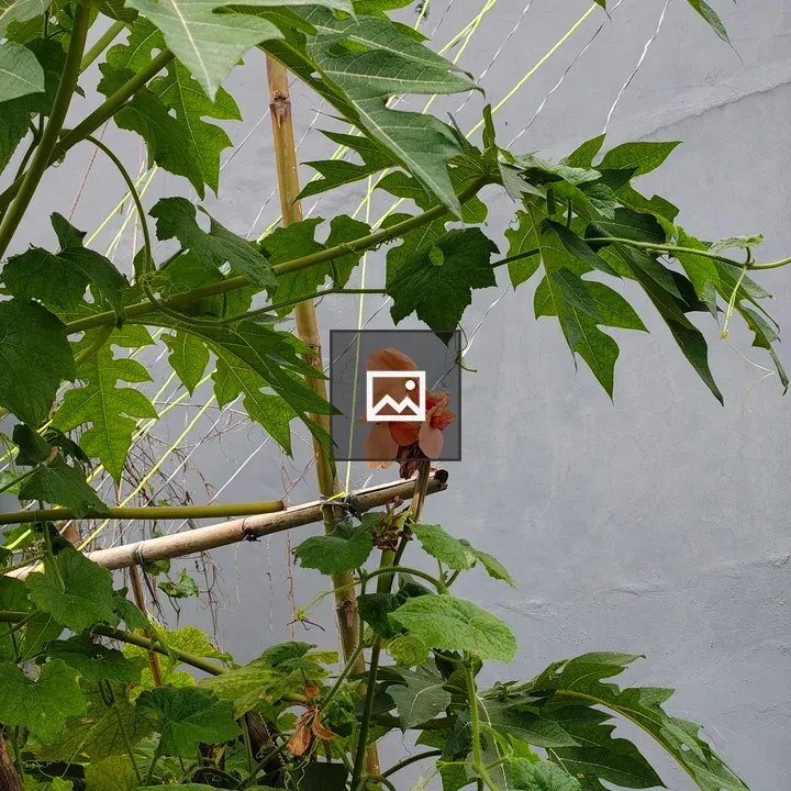 Broad Green Leaves with Peach Flower