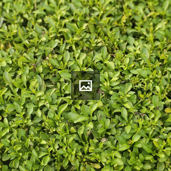 Close-up of Green Bush Leaves