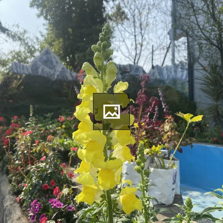 Yellow snapdragon close-up