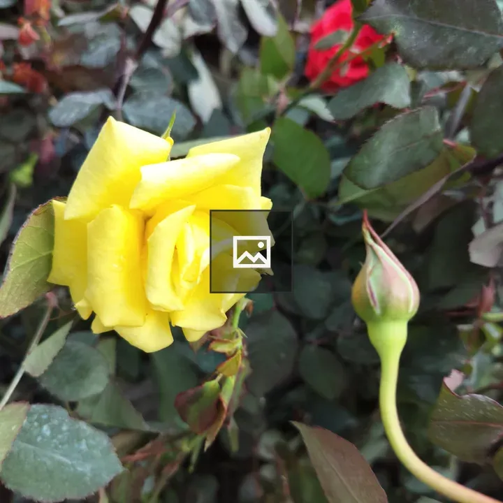 Yellow rose in bloom