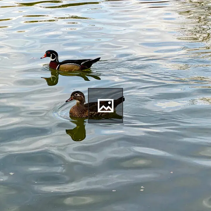 Two wood ducks swimming