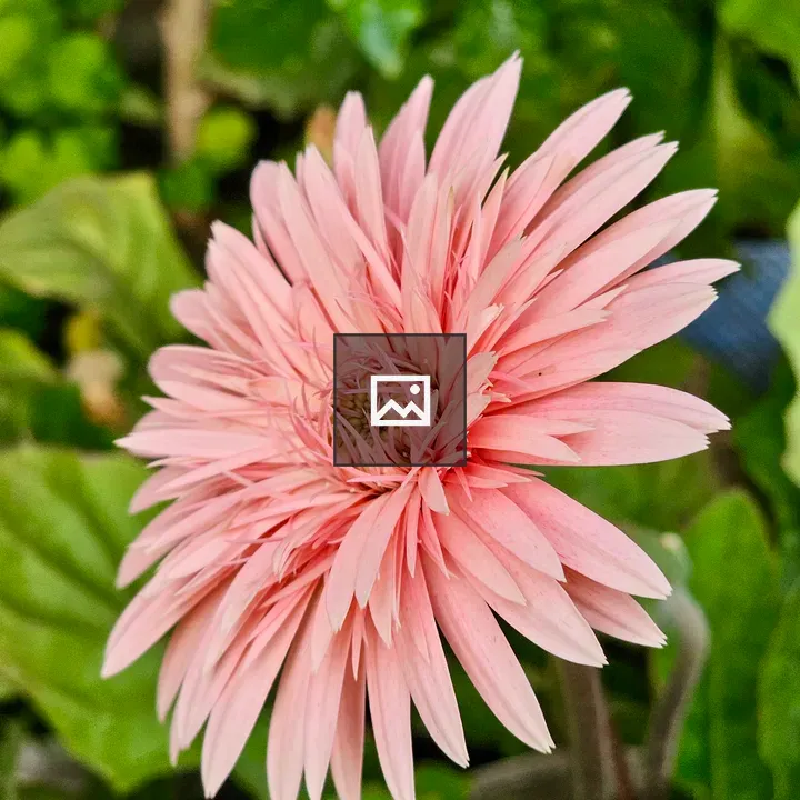 Gerbera Daisy Side View