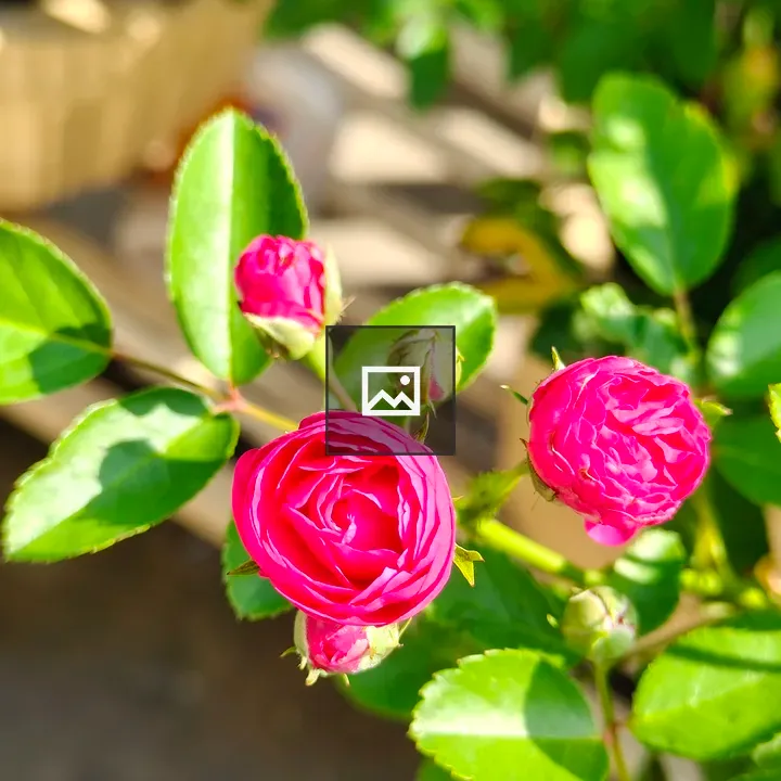 Pink Rosebuds close-up