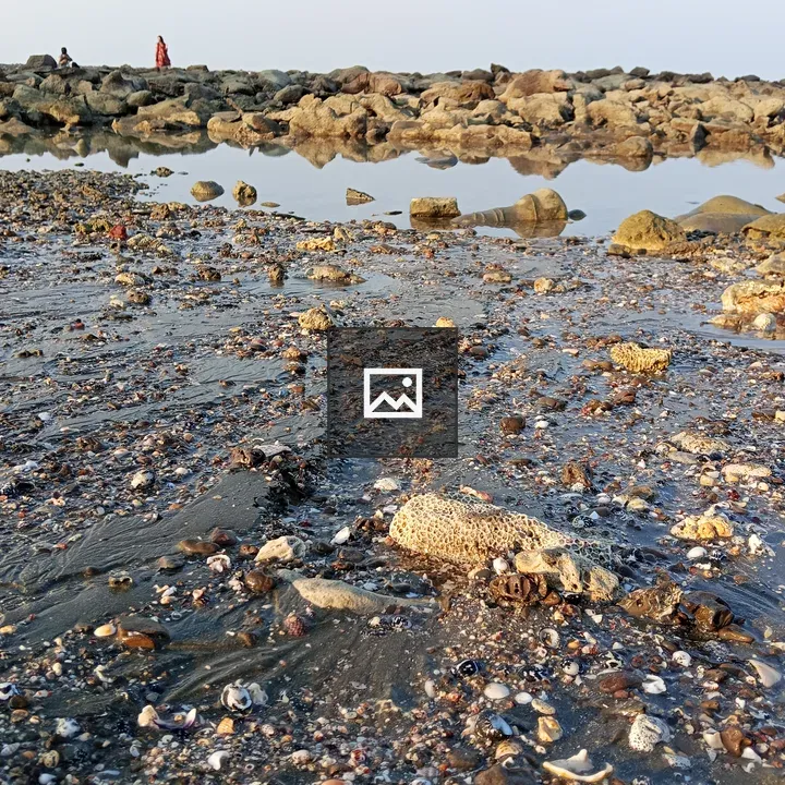 Beached pebbled shore with seashells