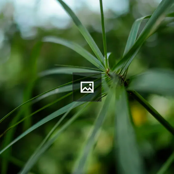 Green leafs