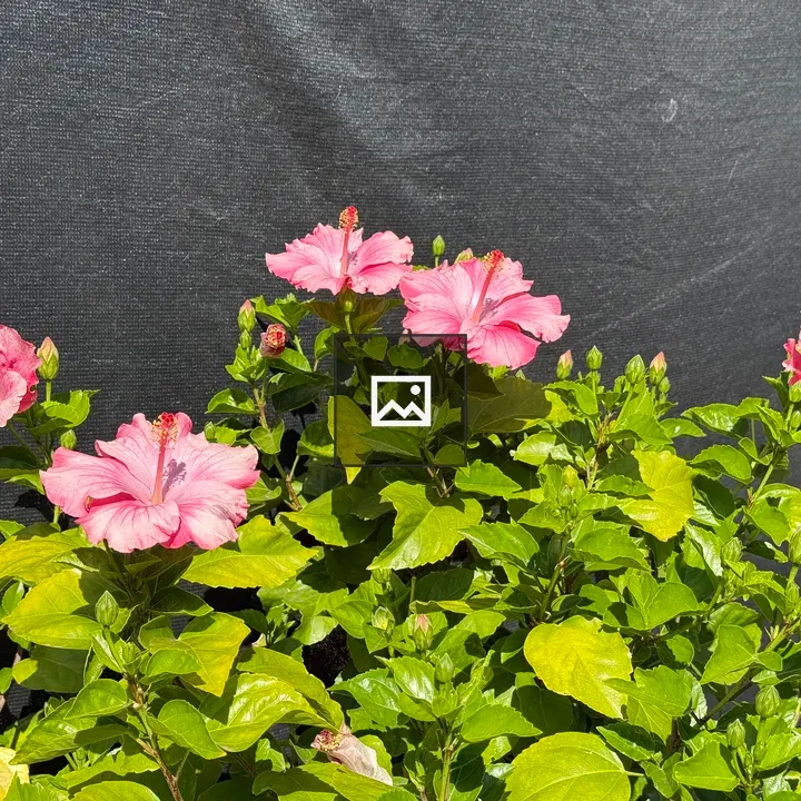 Pink hibiscus blooms in sunlight