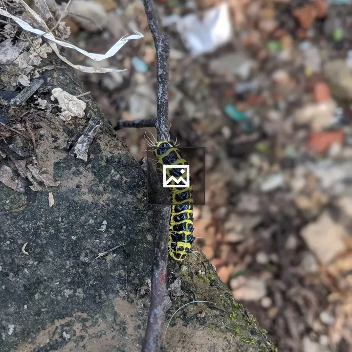 Caterpillar closeup