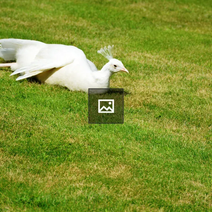 Female white peacock