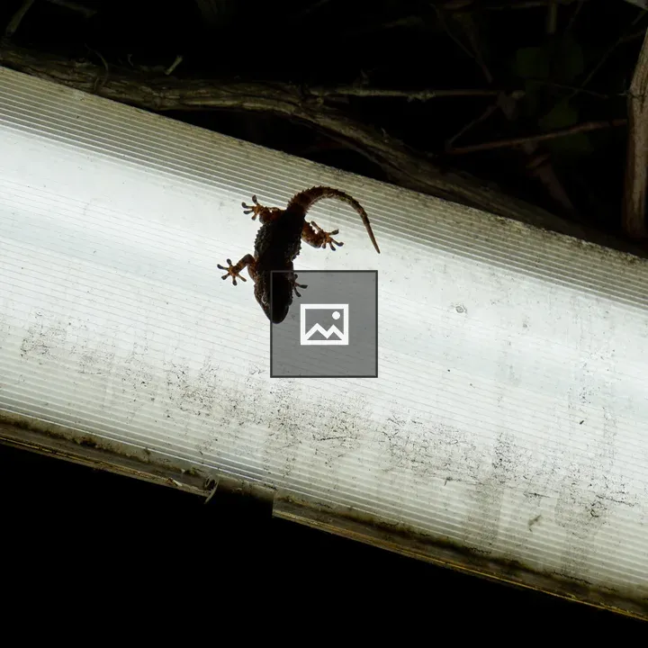 Gecko on Light Fixture