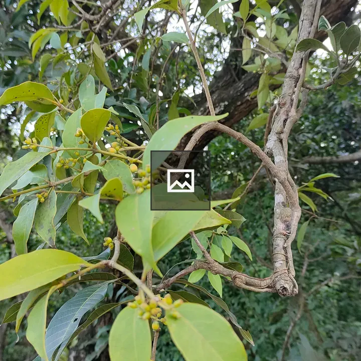 Tree with green leaves and fruit