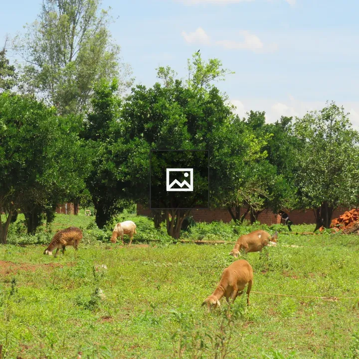 Brown and white sheep grazing