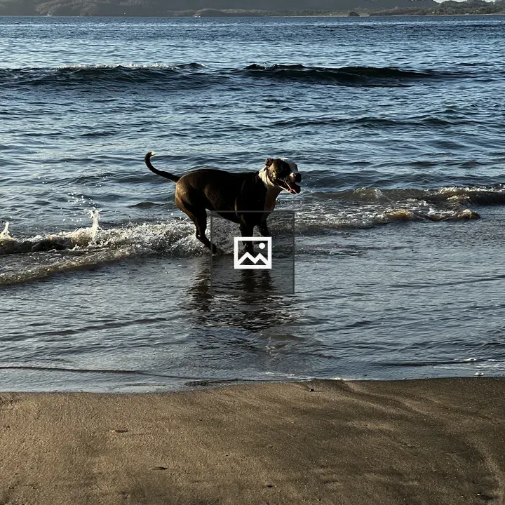 Dog in shallow beach water