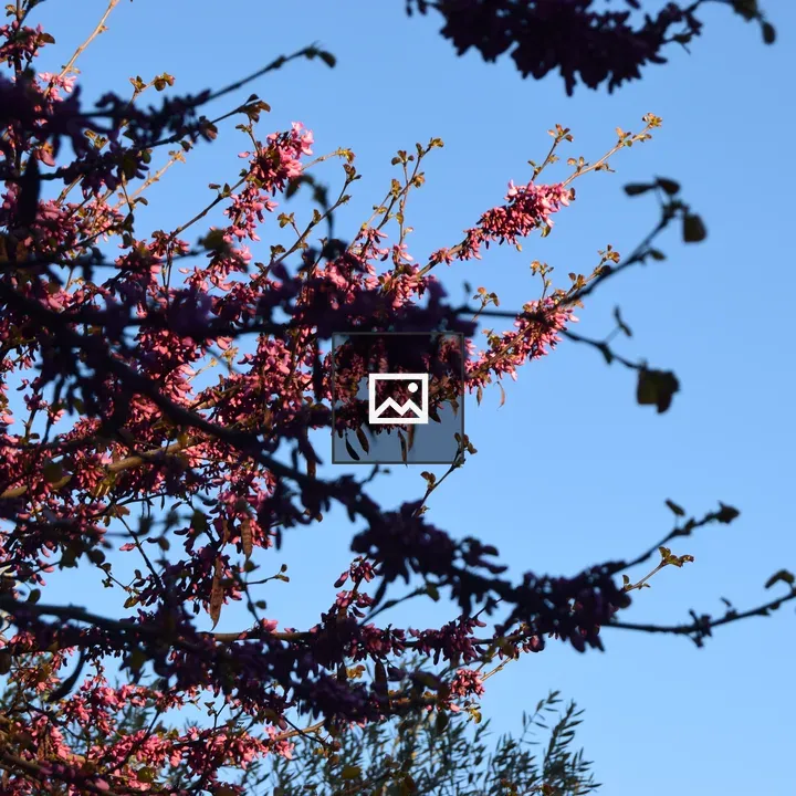 Pink spring blossoms on branches