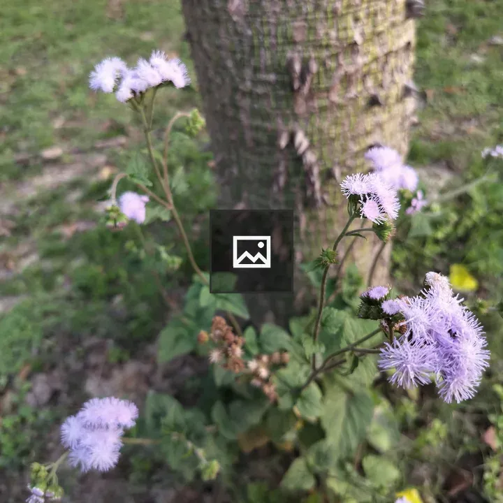 Delicate purple flowers in focus