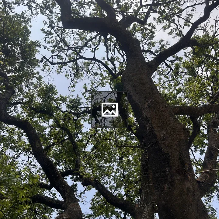 Tree Branches Against Sky