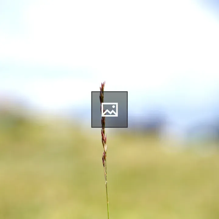 Blade of grass close-up