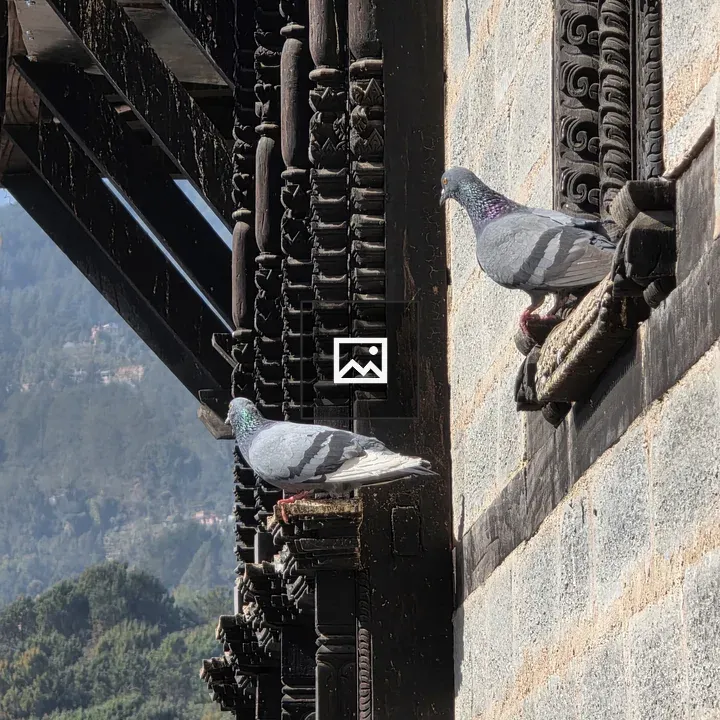 Two pigeons at Dokhala Mandir