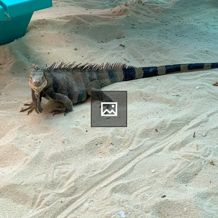 Iguana Walking in Sand