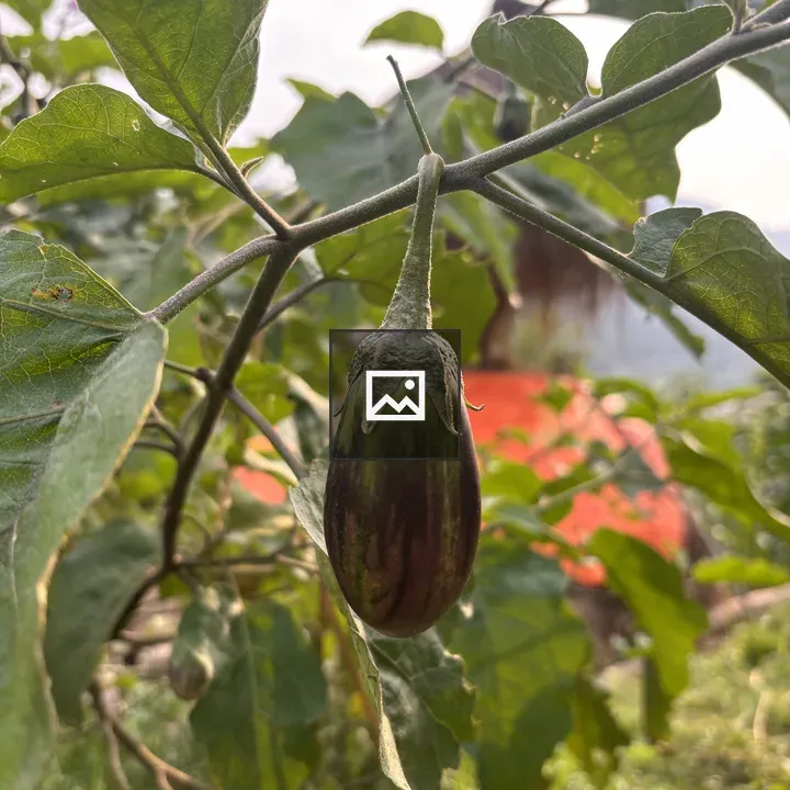 Eggplant on Branch with Green Leaves
